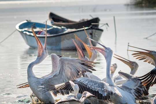group of pelicans prepared to catch a fish thrown by the fishermen at manyas lake, bandirma, balikesir / Turkey