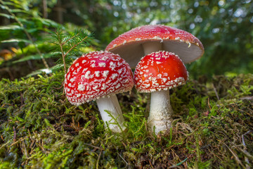 Red toad stools actual name - Fly Agaric (Amanita muscaria)