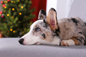A blue merle corgi with big ears and funny fur stains sitting at home on christmas eve. Traditional pine tree with bokeh effect lights and cardigan welsh corgi dog. Close up, copy space, background.