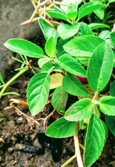 green plant in the garden