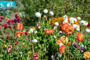 Obraz premium Flower bed in a garden.