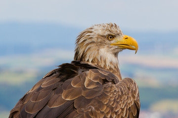 Seeadler