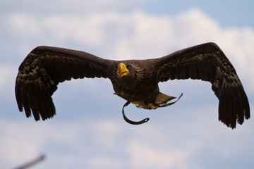 Seeadler