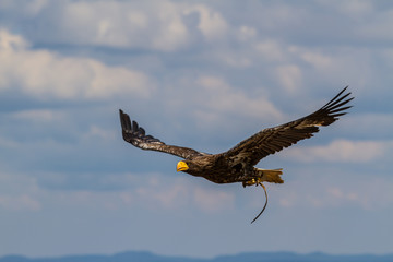 Seeadler