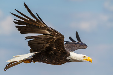 Seeadler