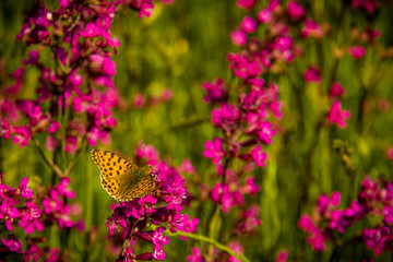 Polski motyl - dostojka latonia