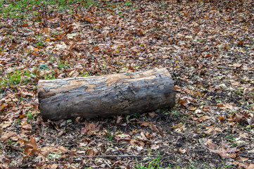 fragment of tree trunk lying on the ground, in a forest
