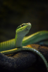 Green snake