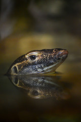 Monitor lizard