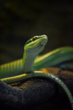 Green snake