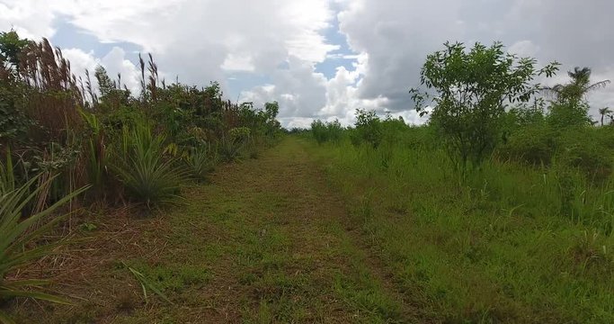 Agricultural Land with Grassy Soil, some Dead Trees and Palm Trees Growing in Pando, Bolivia