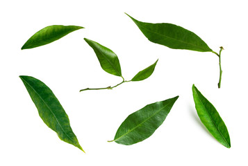 clipart mandarin leaf set isolated on a white background