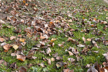 many autumn colored leaves on the ground
