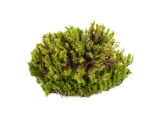 green moss sphagnum closeup isolated