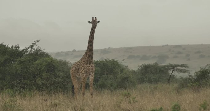 This video is about Giraffes in Kenya National Wildlife Park living and eating from bush. This video was filmed in 4k for best image quality.
