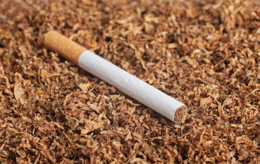 cigarette on cut tobacco leaves background, close-up