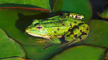 Green frog on leaf background