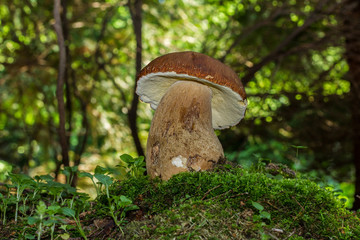 Boletus edulis edible mushroom in the forest