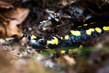 Salamandre