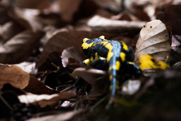 Salamandre