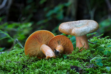Mushroom in the forest. Edible mushroom. Lactarius deterrimus.
