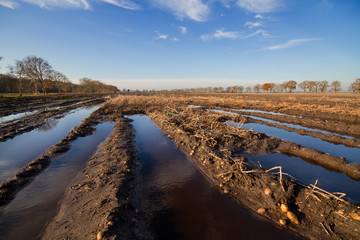 Flooded potato field and a drawned crop as a result of heavy rain