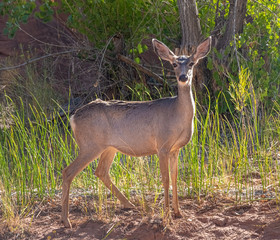 mule deer (Odocoileus hemionus) named for its large ears, Capitol Reef National Park, south-central Utah, USA