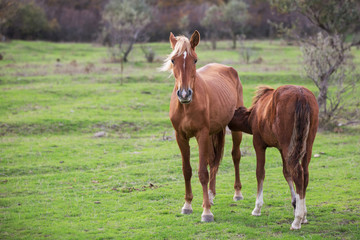 Mare and foal in a pasture. Horses in nature.