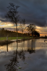 Flooded agricultural field at sunset. Drawned as a result of long lasting and heavy rain. Birches reflected in puddle