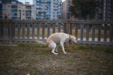 Fototapeta premium Labrador dog pooping in the park with wooden fence in the background