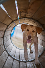labrador dog playing in agility park in a tunnel