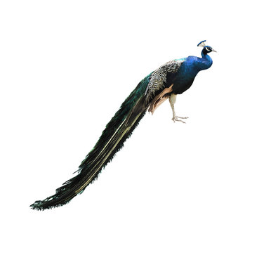 Side view of peafowl with color plumage. Bird isolated on white background