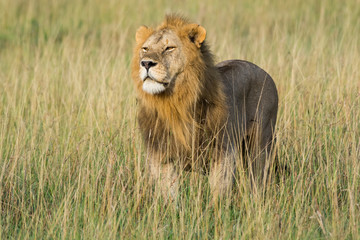 Proud male lion king with impressive mane scannes the environment at Serengeti National Park, Tanzania, Africa.
