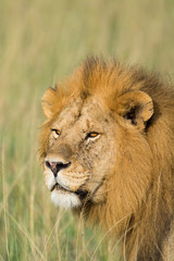 Plakat Close-up of a proud male lion king with impressive mane scannes the environment at Serengeti National Park, Tanzania, Africa.