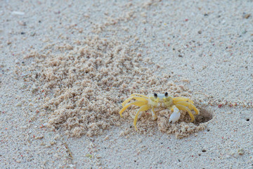 Yellow Crab on the beaches of Curacao