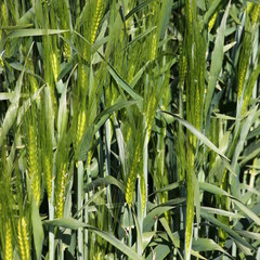 Young unripe ears of barley ( hordeum vulgare ) on a corn plantation in spring