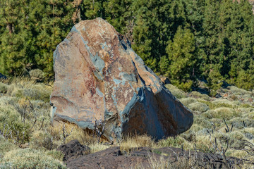 Huge basalt rock fragment. Young pine trees lit by the warm rays of the sun in the background....