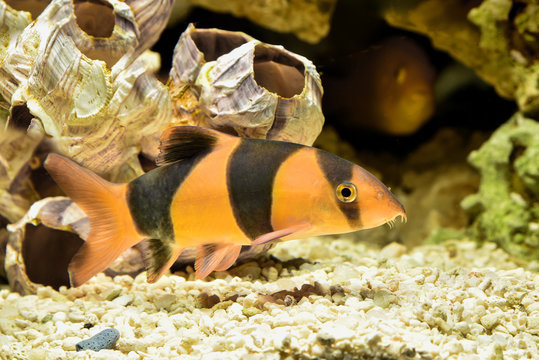 Fish Botia Clown (Chromobotia macracanthus or Botia macracanthus) in the freshwater aquarium.
