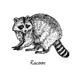 Racoon standing side view, with inscription, hand drawn doodle, sketch in pop art style, vector illustration - 305790464