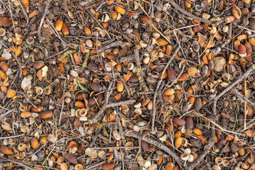 Oak acorns showered on the ground. Autumn cover of the land under the tree of oak from fallen acorns.
