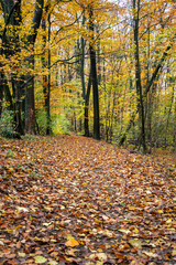 Wanderung im Wiehengebirge bei Lübbecke. Der Herbst in seinen schönsten Farben.
