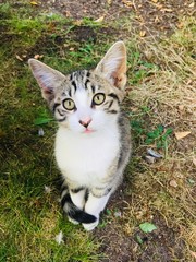 Cute baby cat sitting and looking