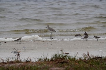 Willet in the Florida Snow
