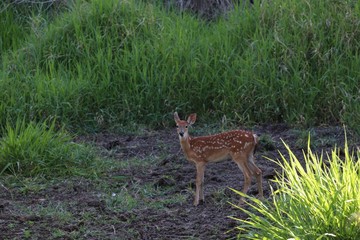 Doe
