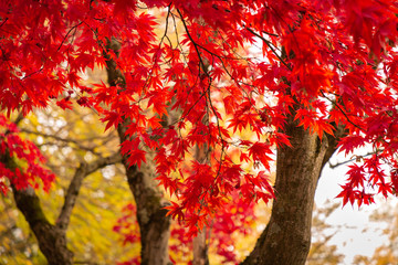 The picture of autumn leaves in the morning in the natural park