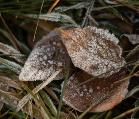 Autumn background, leaves in frost