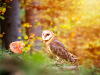 Barn owl (Tyto alba) sitting on ground in autumn forest by sunset. Barn owl by sunset. Owl in autumn forest.