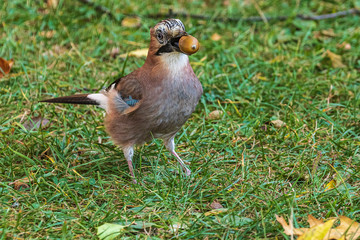 A  jay in its beak holds an acorn. A colorful Eurasian jay stands on the green grass. Close-up. Autumn. Wild nature.