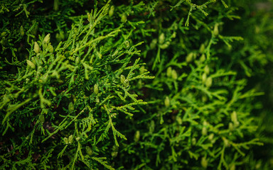 background of green leaves