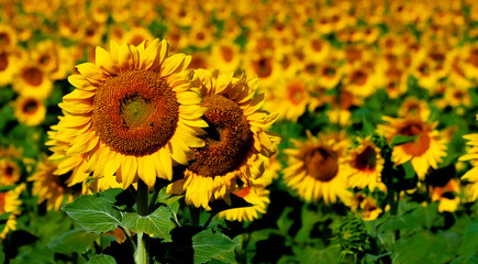 Fototapeta premium YELLOW SUNFLOWERS LIGHTED BY THE SUN IN FIELD OF SPAIN